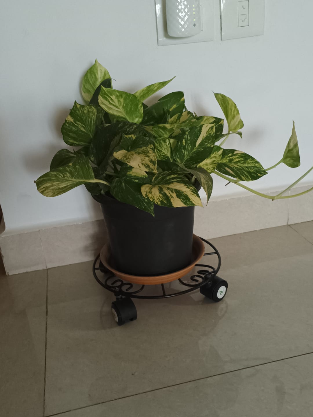 Customer photo review of TryGreen Fyra Wheel Rolling Plant Stand for Planters