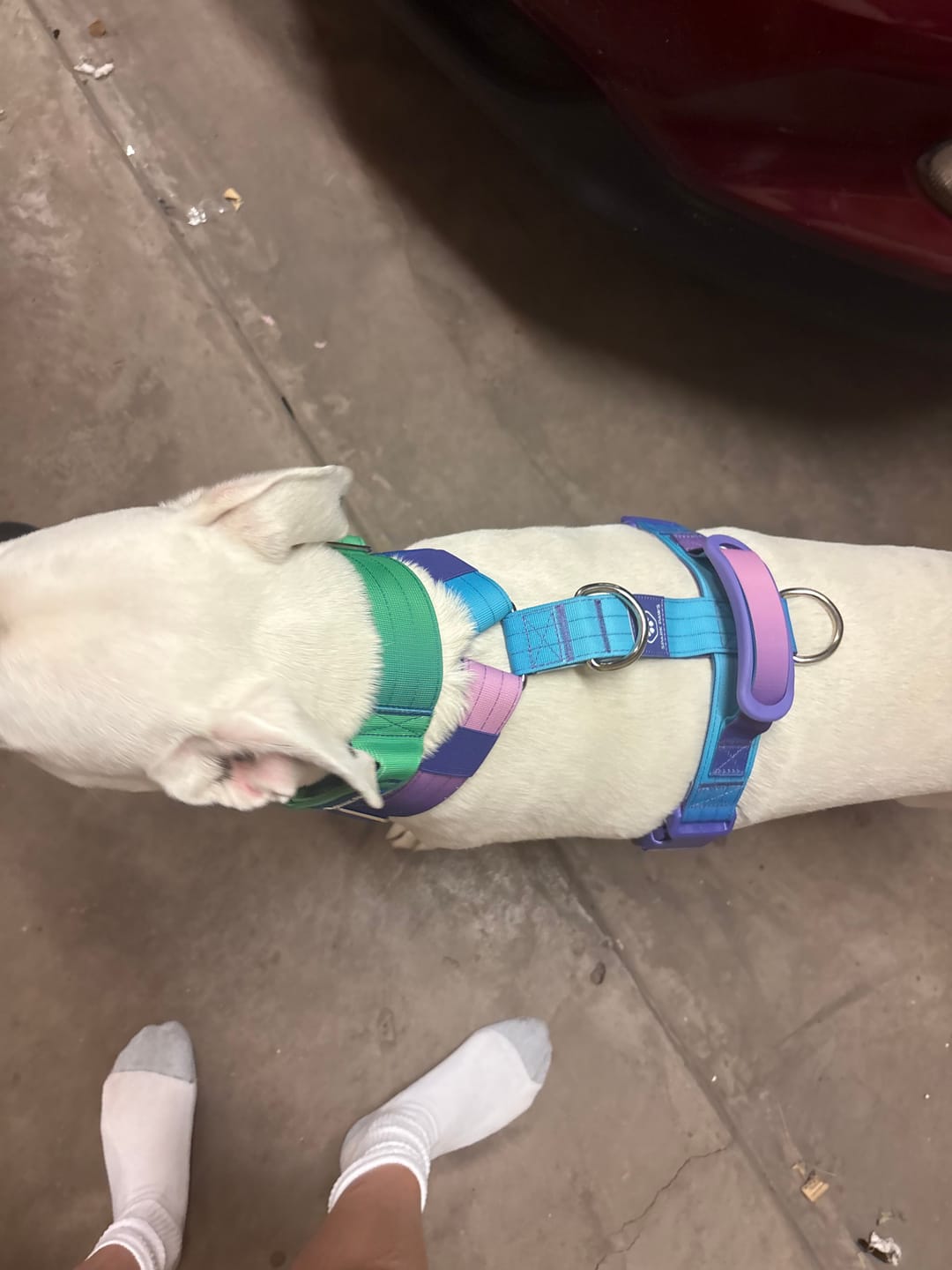 Customer photo review of Comfort Control No-Pull Dog Harness and Multipurpose Leash Set - 90s Retro