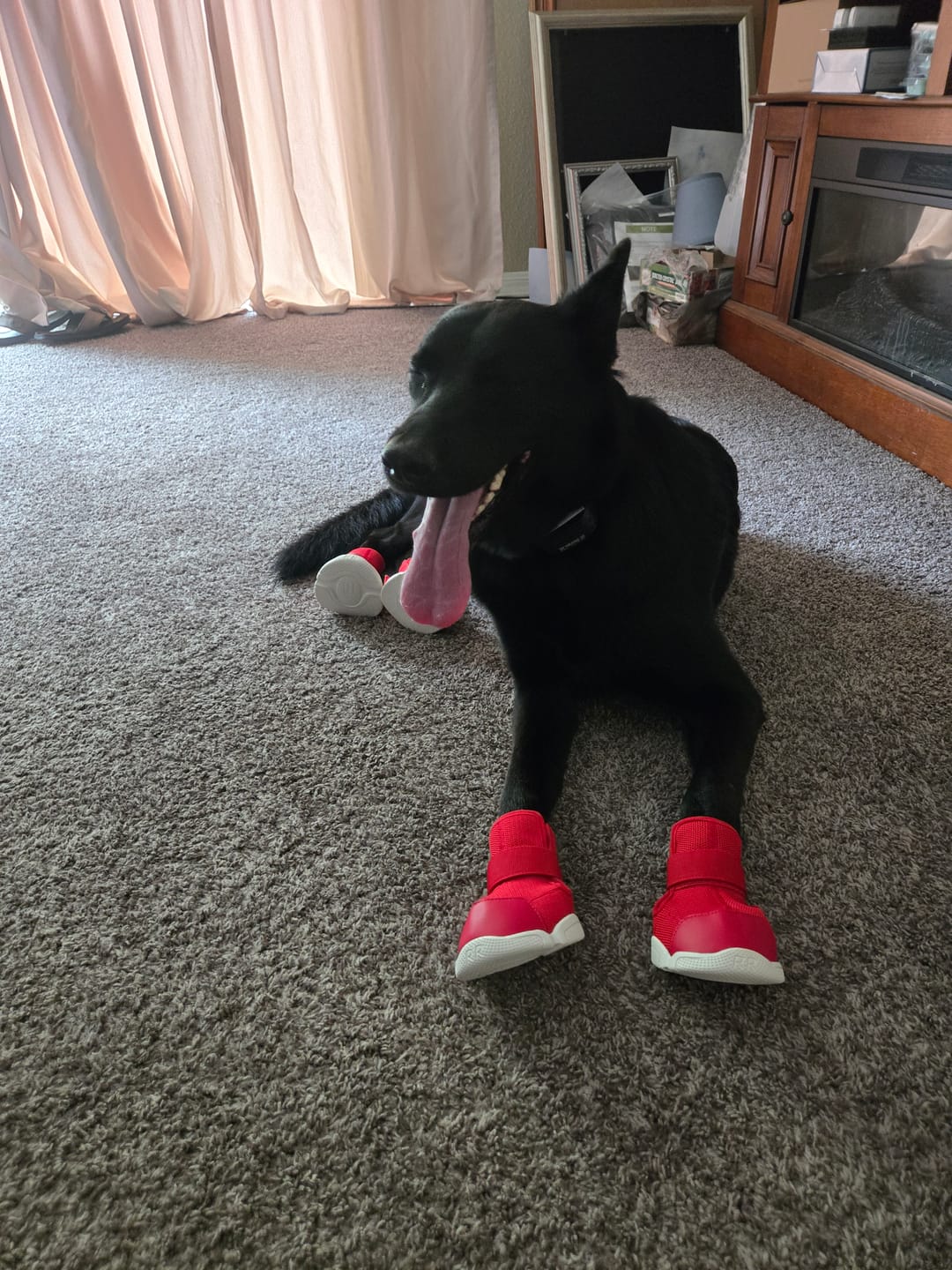 Customer photo review of Caesar 1