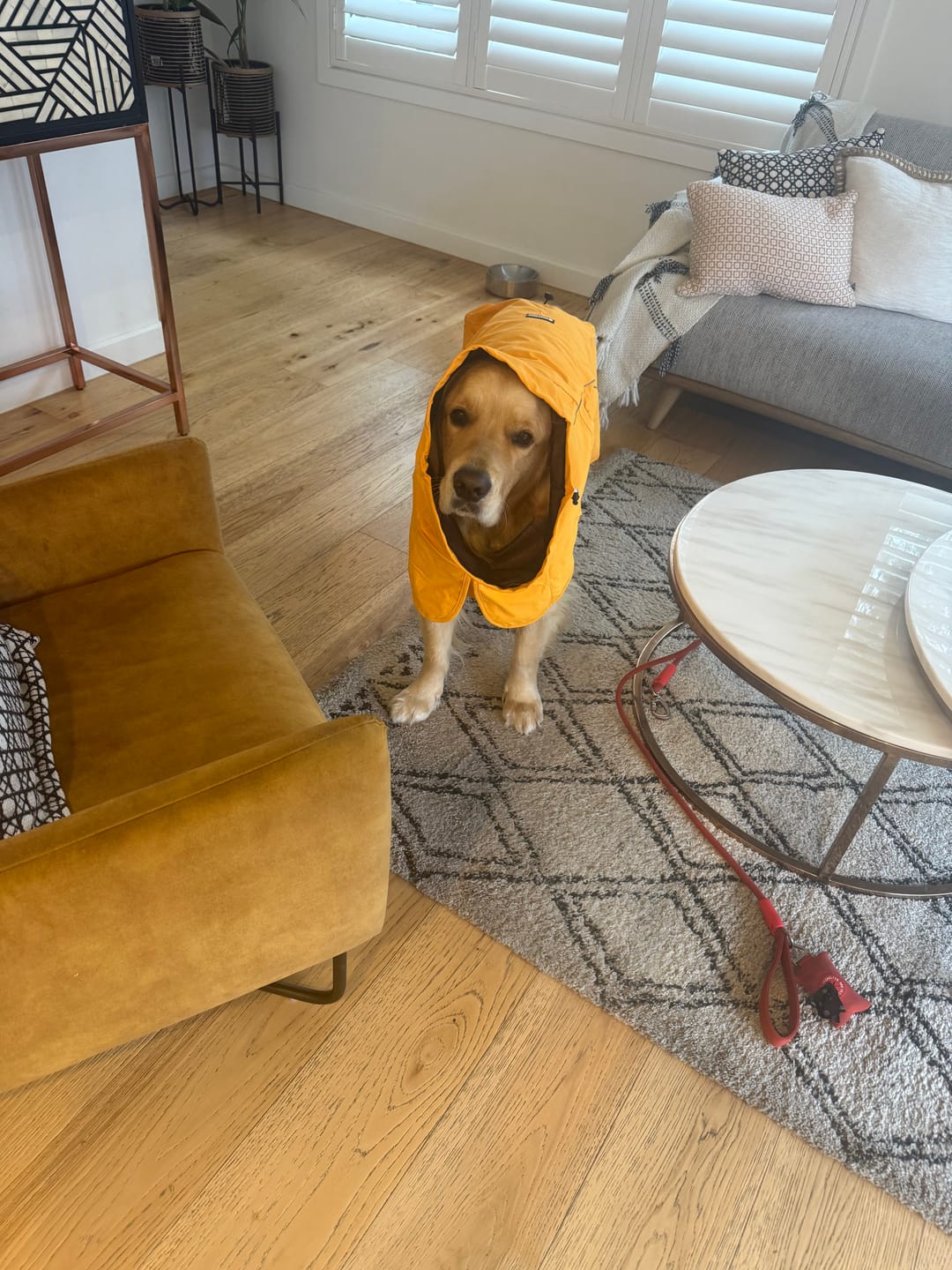 Customer photo review of Breatheshield™ Dog Raincoats