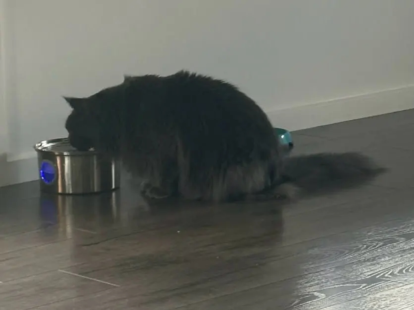 PureFlow — chat Maine Coon buvant à la fontaine inox, avis vérifié