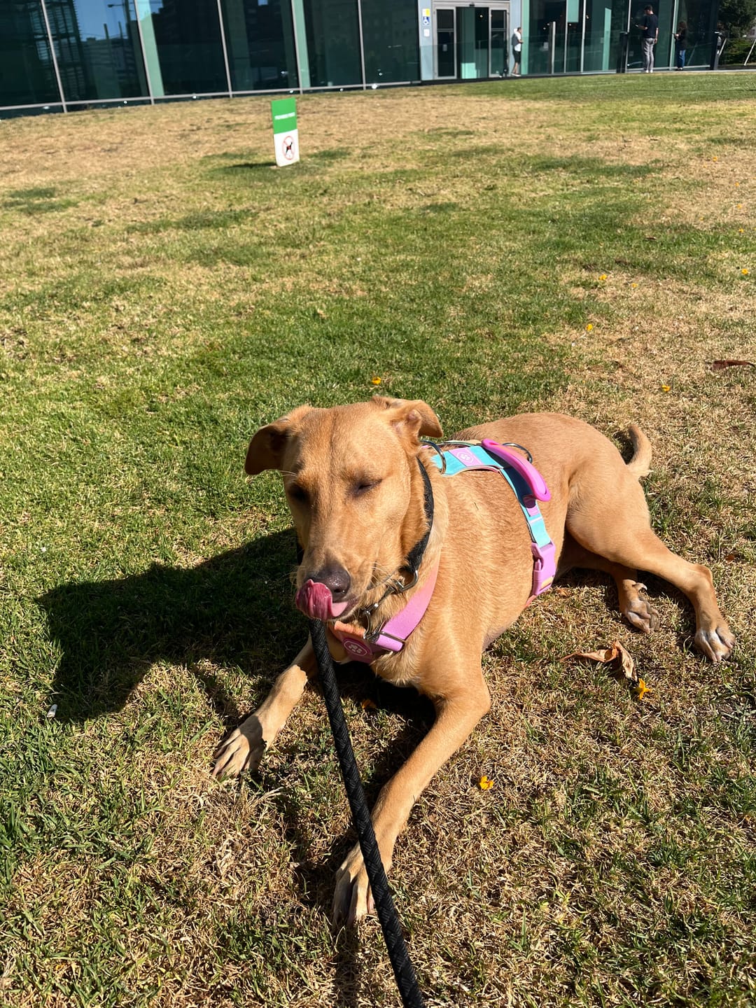 Customer photo review of Comfort Control No-Pull Dog Harnesses