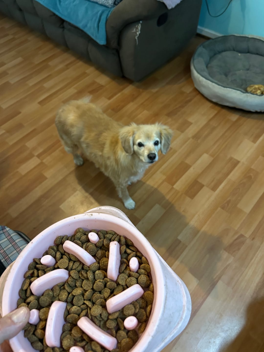 Customer photo review of PetFamily Foods Cerdo Nordico