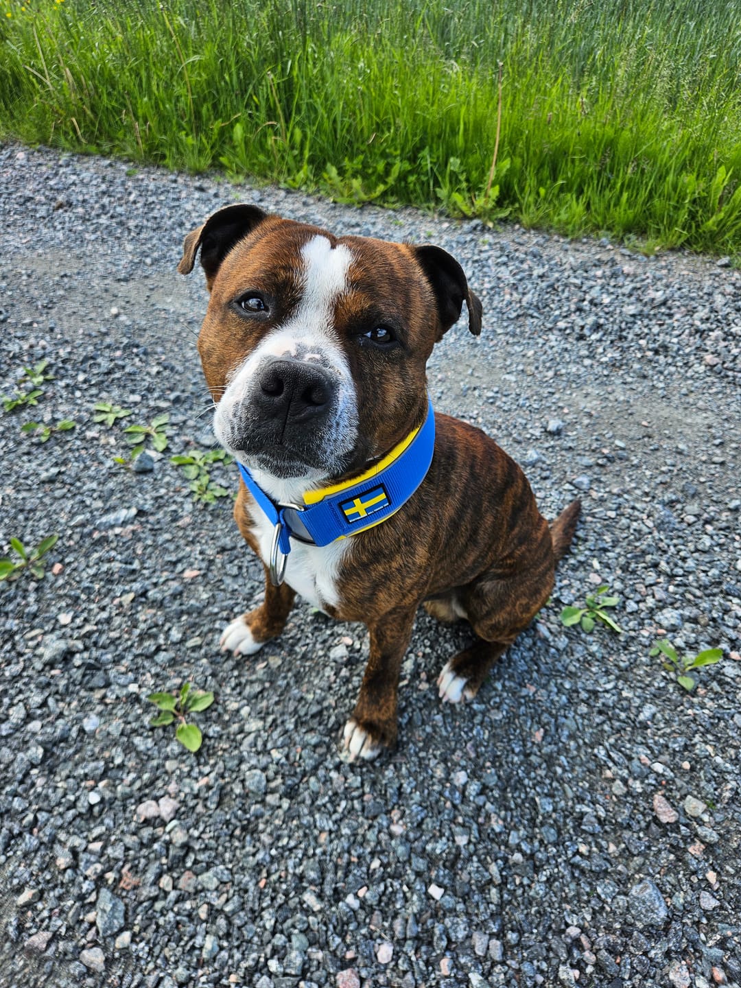 Customer photo review of Staffordshire Bull Terrier 1935® Martingale Collar - Sweden Edition - Royal Blue & Yellow