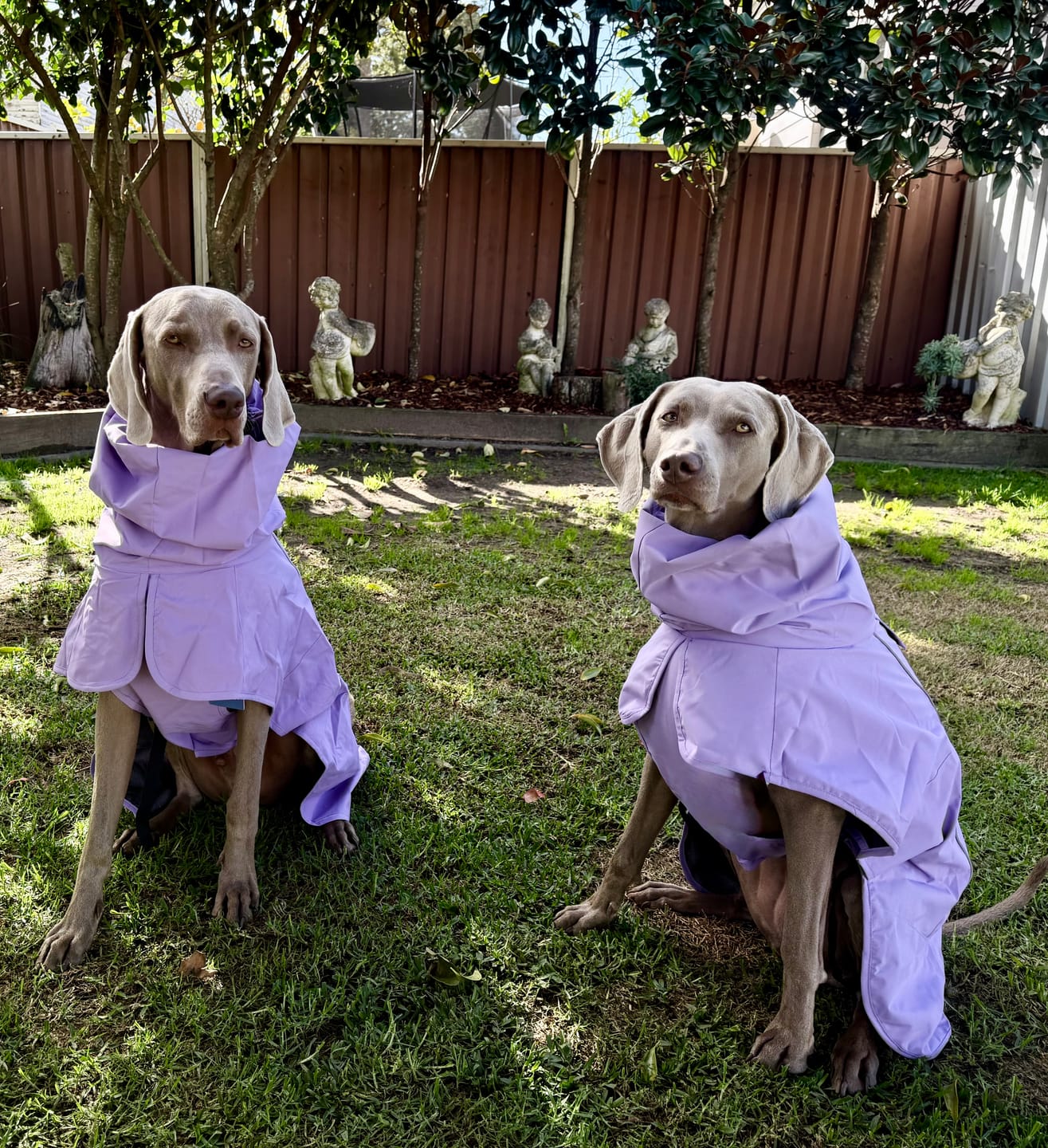 Customer photo review of Breatheshield™ Dog Raincoats