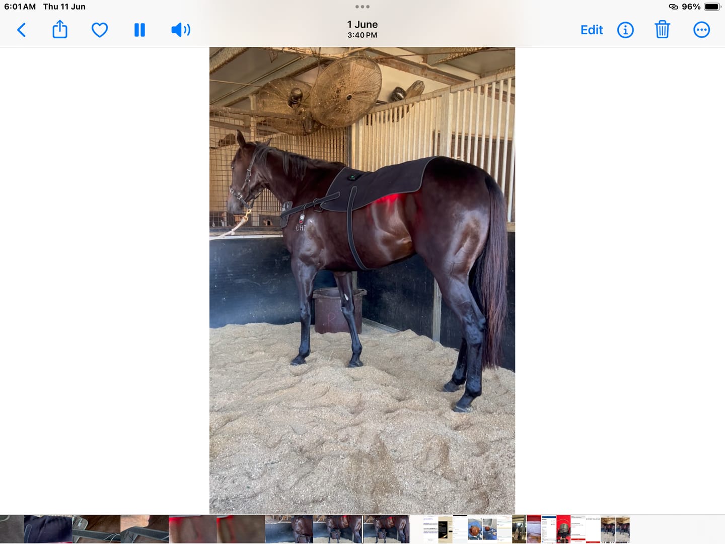Customer photo review of HorseHalo™ HaloBack