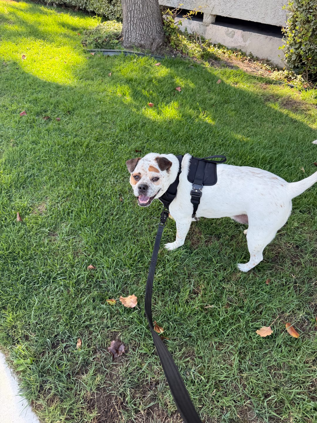 Customer photo review of Matching Black 6' Bully Proof Leash