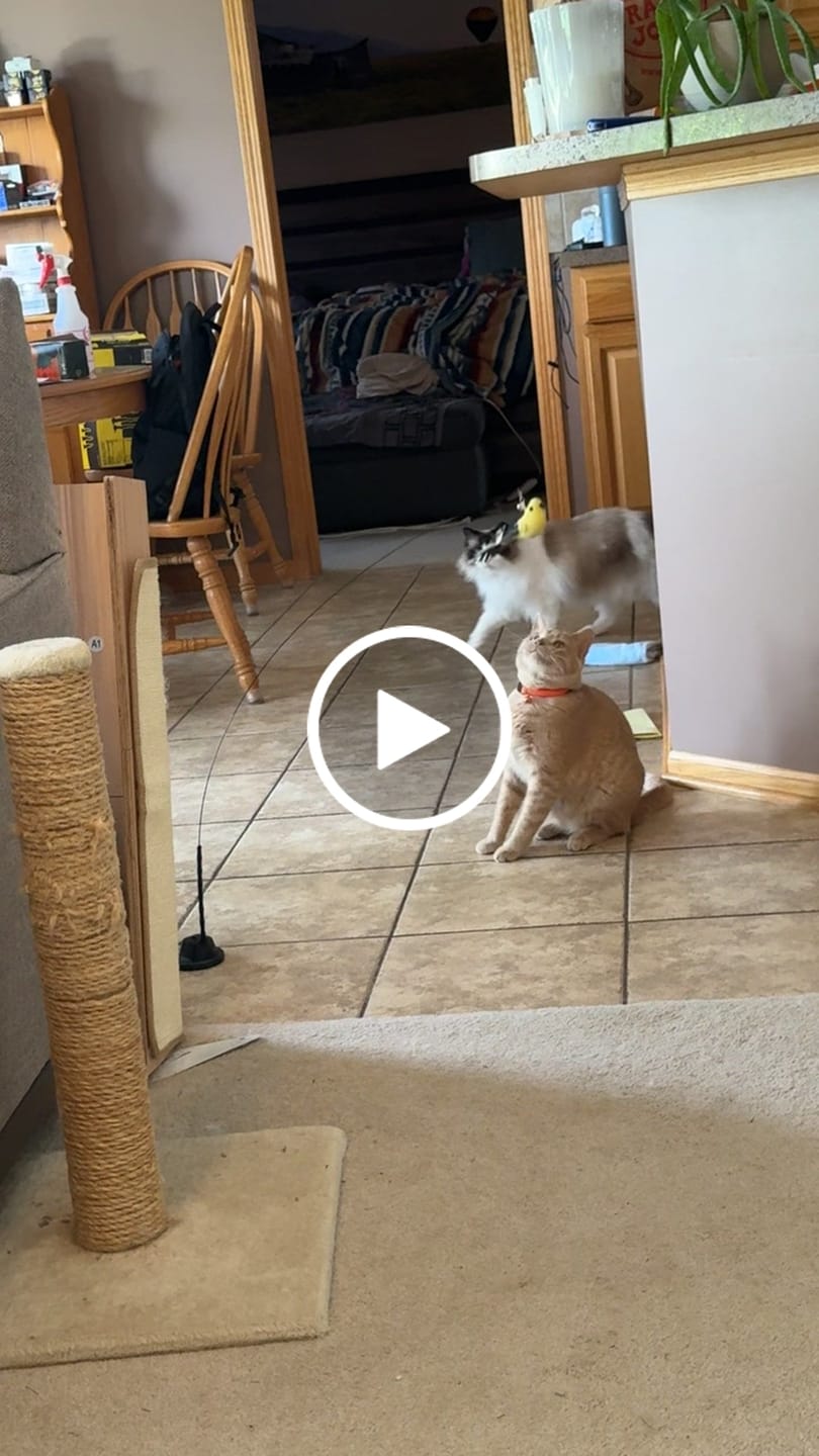 Customer video review of Interactive Bird Simulation Cat Toy Set