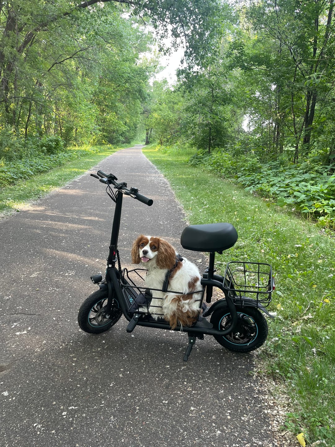 Customer photo review of Gyroor 800W Electric Scooter with Large Basket for Pets & Cargo