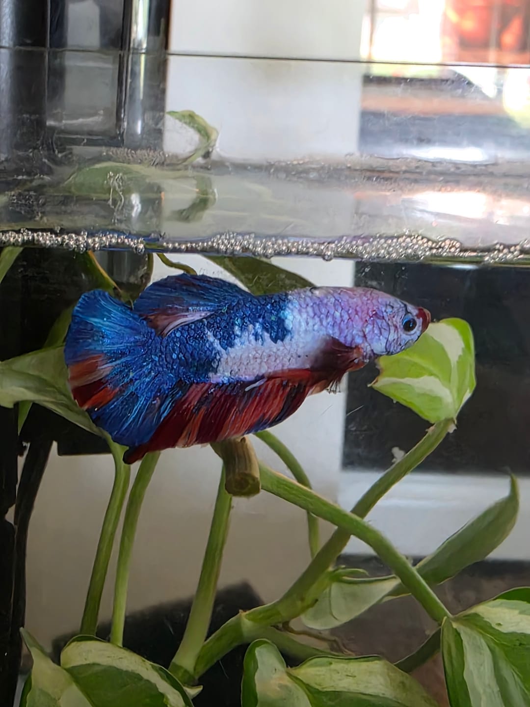 Customer photo review of Multicolor King Giant Plakat Male Betta Fish | Mystery Betta