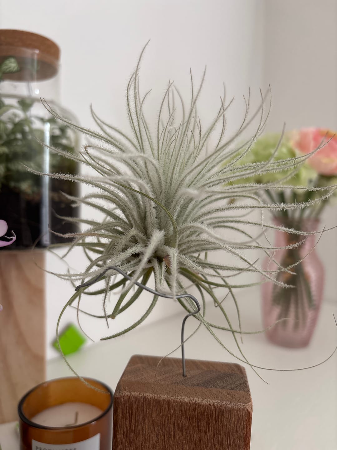 Customer photo review of Tillandsia tectorum "snow"