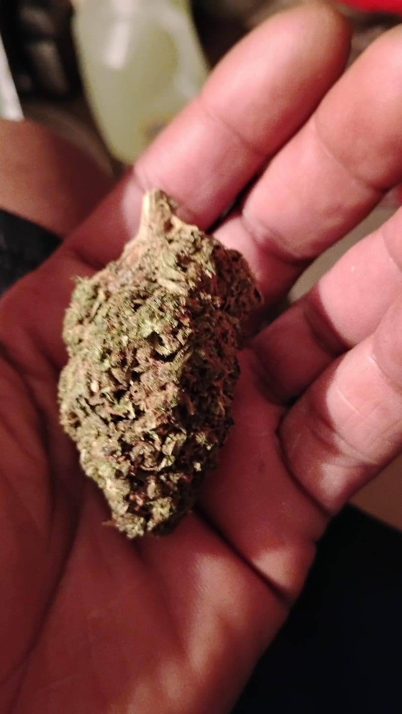 Customer photo review of Butterscotch OG - Bulk - Indica
