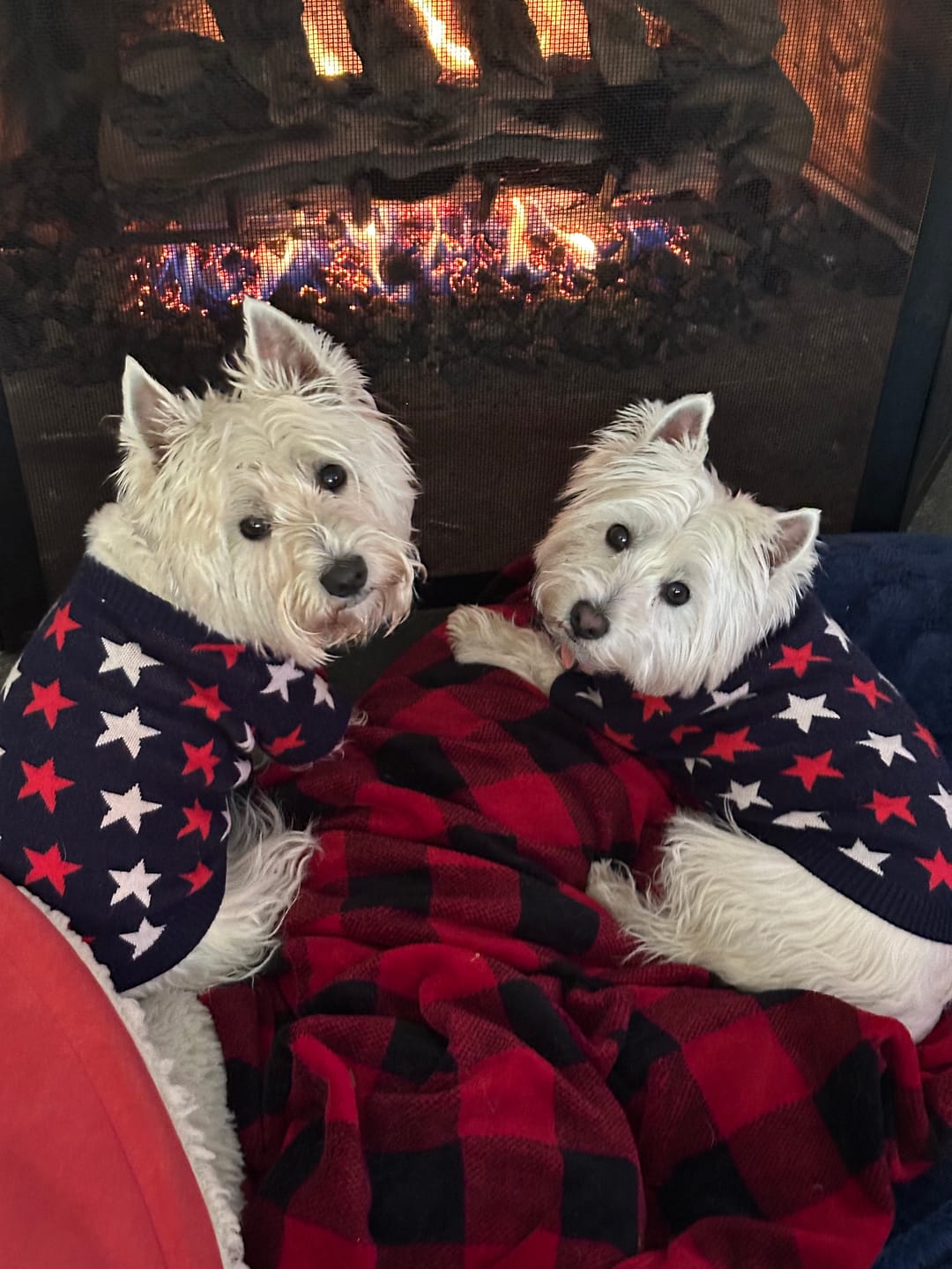 Customer photo review of Found My Animal Star Sweater