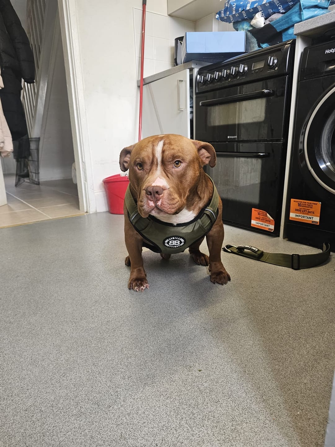 Customer photo review of Comfort Premium Harness | Non Restrictive - Khaki