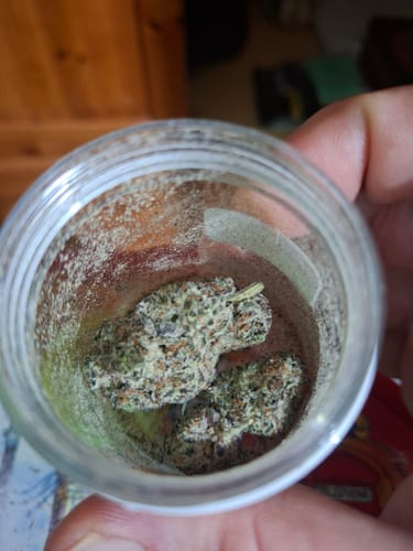 Customer holding an open jar showing two dense Biscotti Mintz buds inside.