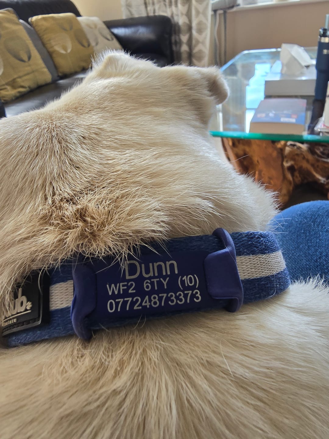 Customer photo review of Dog ID Attachment Tag (8 Colour Choices)