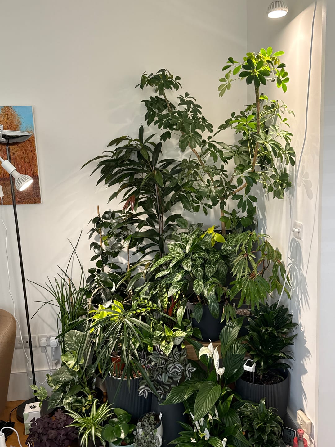 Customer photo review of Pianta LED Grow Light 3-Pack bundle