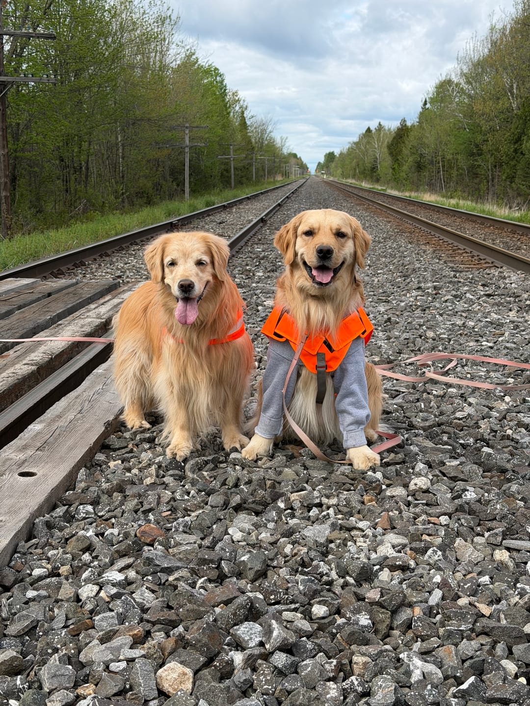 Customer photo review of COMBO ALLERGIES pour chiens et chats: OREL,TOXY