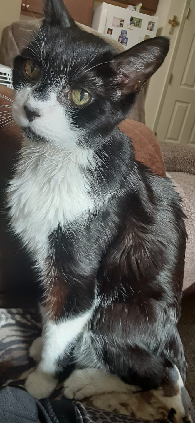Customer photo review of Cat Weight Gain + Thyroid Support Remedy