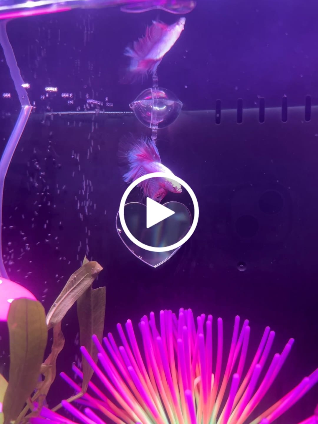 Customer video review of Pink Halfmoon Male Betta Fish | Grower’s Pick