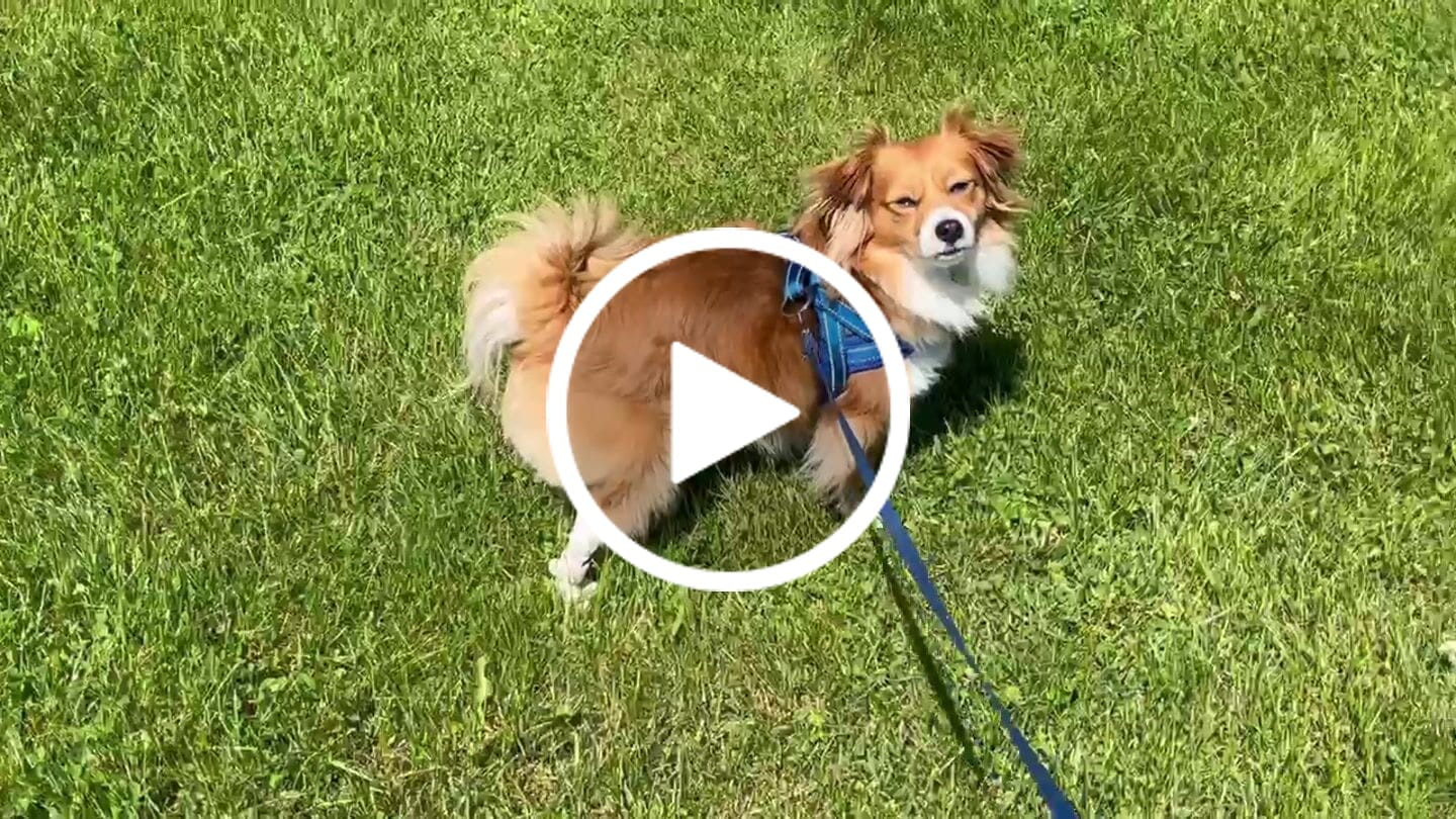 Customer video review of WagWellie® Single