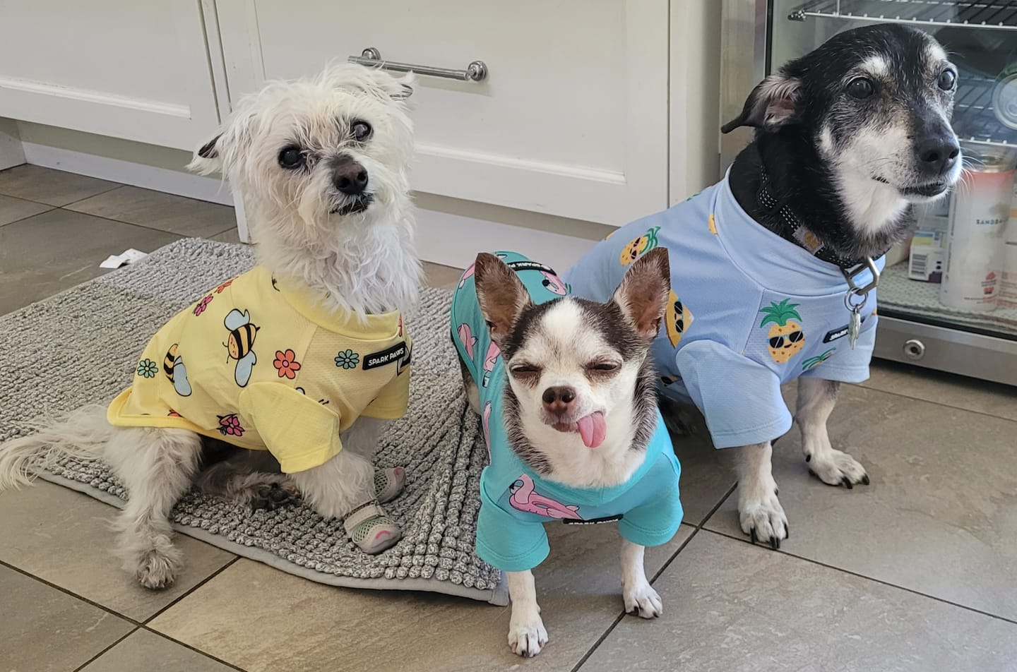 Customer photo review of Sunblock Dog T-Shirt 2-pack