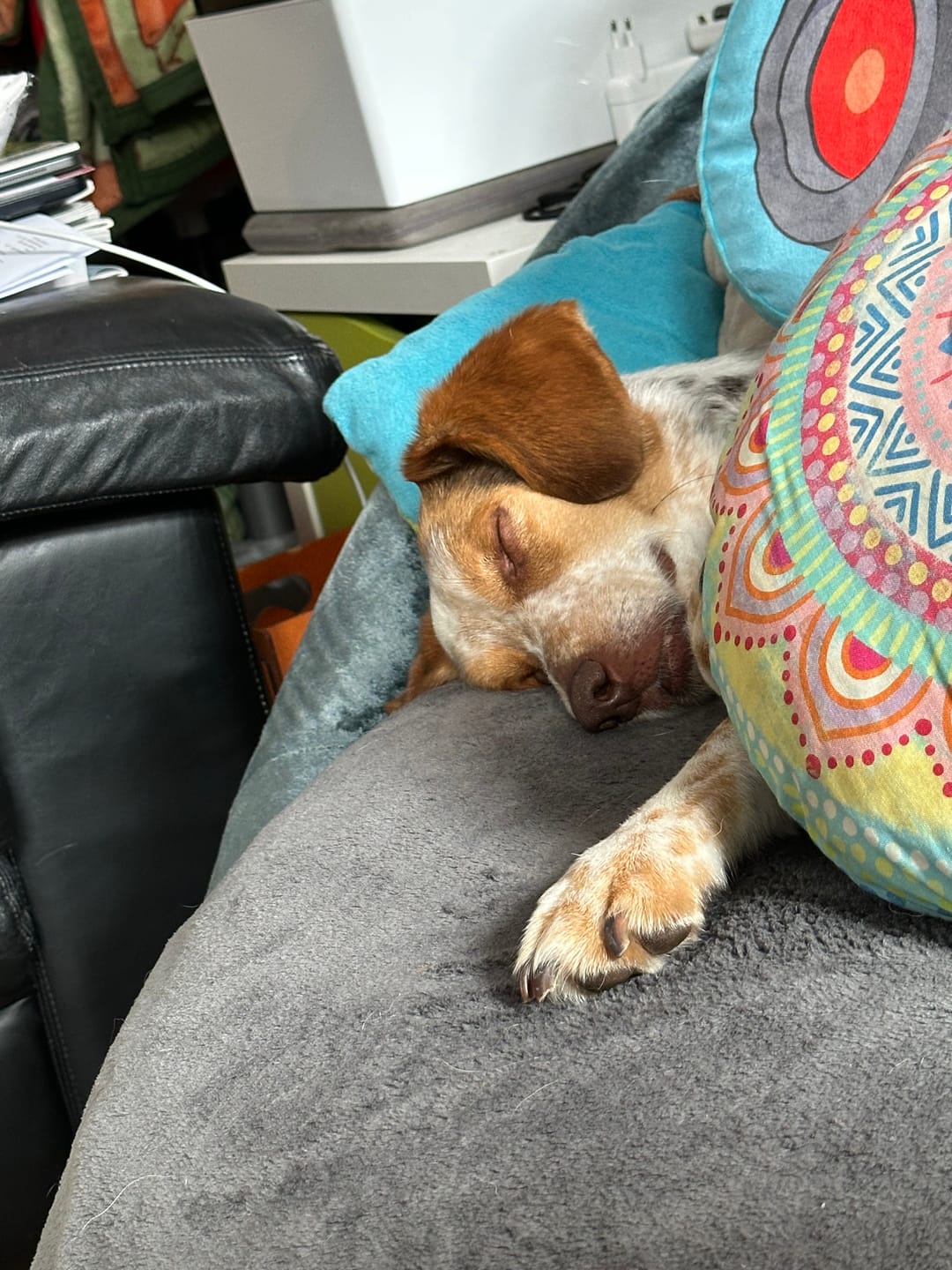 Customer photo review of Wohlfühlmix für Hunde & Katzen bei Stress, Angst, Unruhe & Hyperaktivität