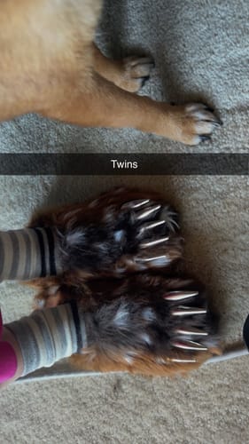 Customer compares their brown Bravest Studios Deer Claw Mules to their dog's paws, with the word 'Twins' on the image.