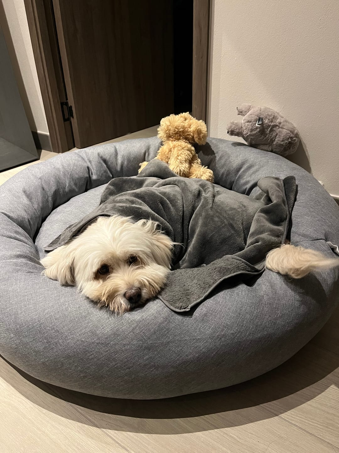 Customer photo review of Funda Lino para Cama Antiestrés para Perros