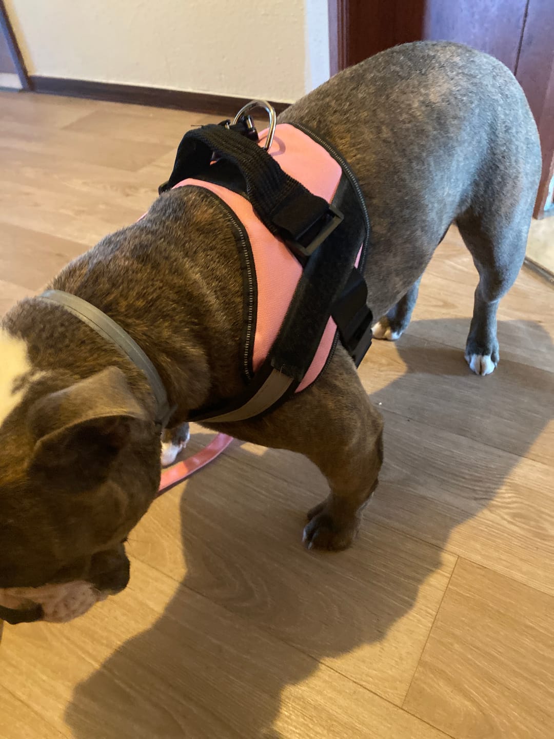 Customer photo review of PawGuard - Gepersonaliseerd Hondentuigje