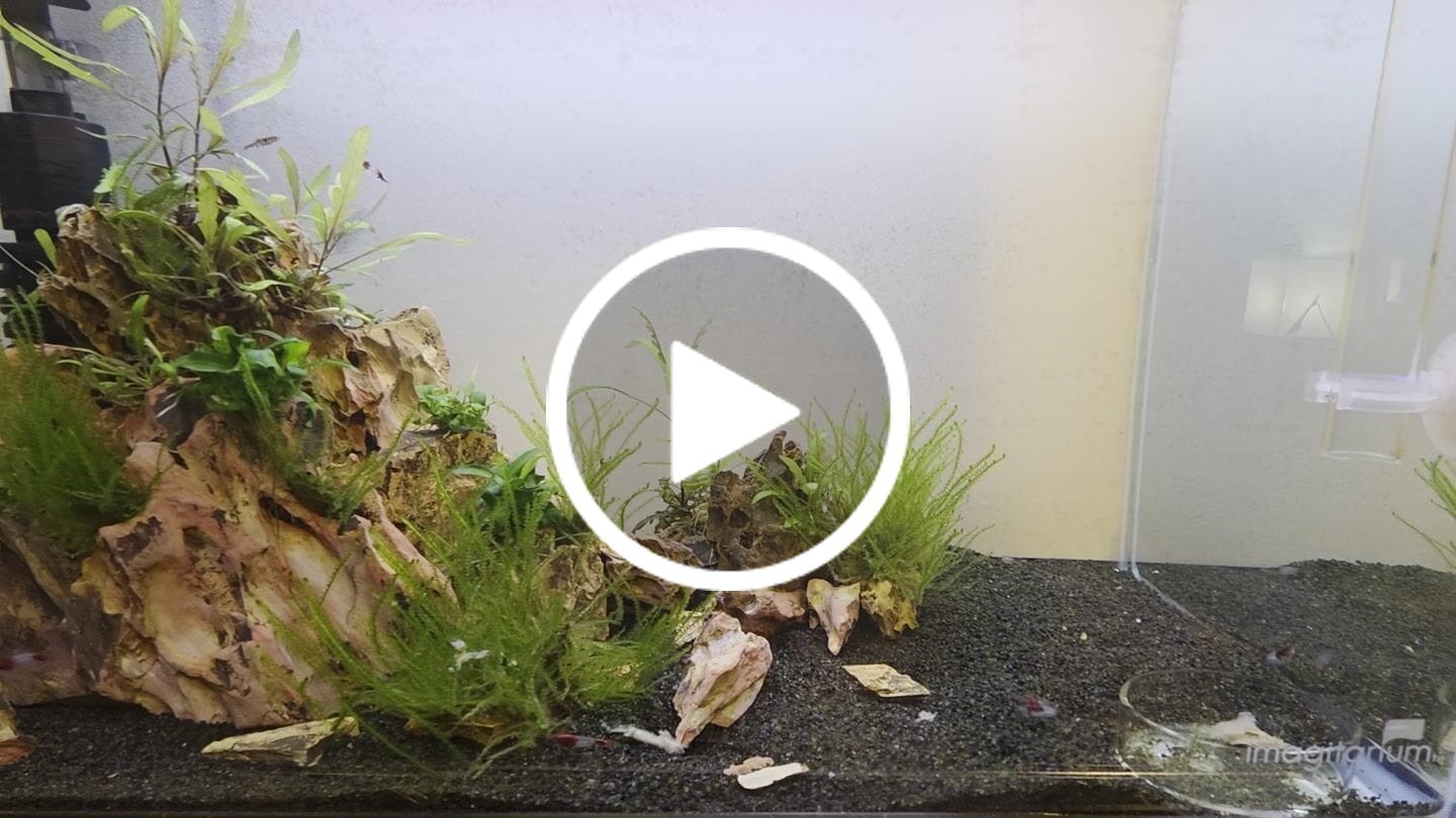 Customer video review of Red Rili Shrimp