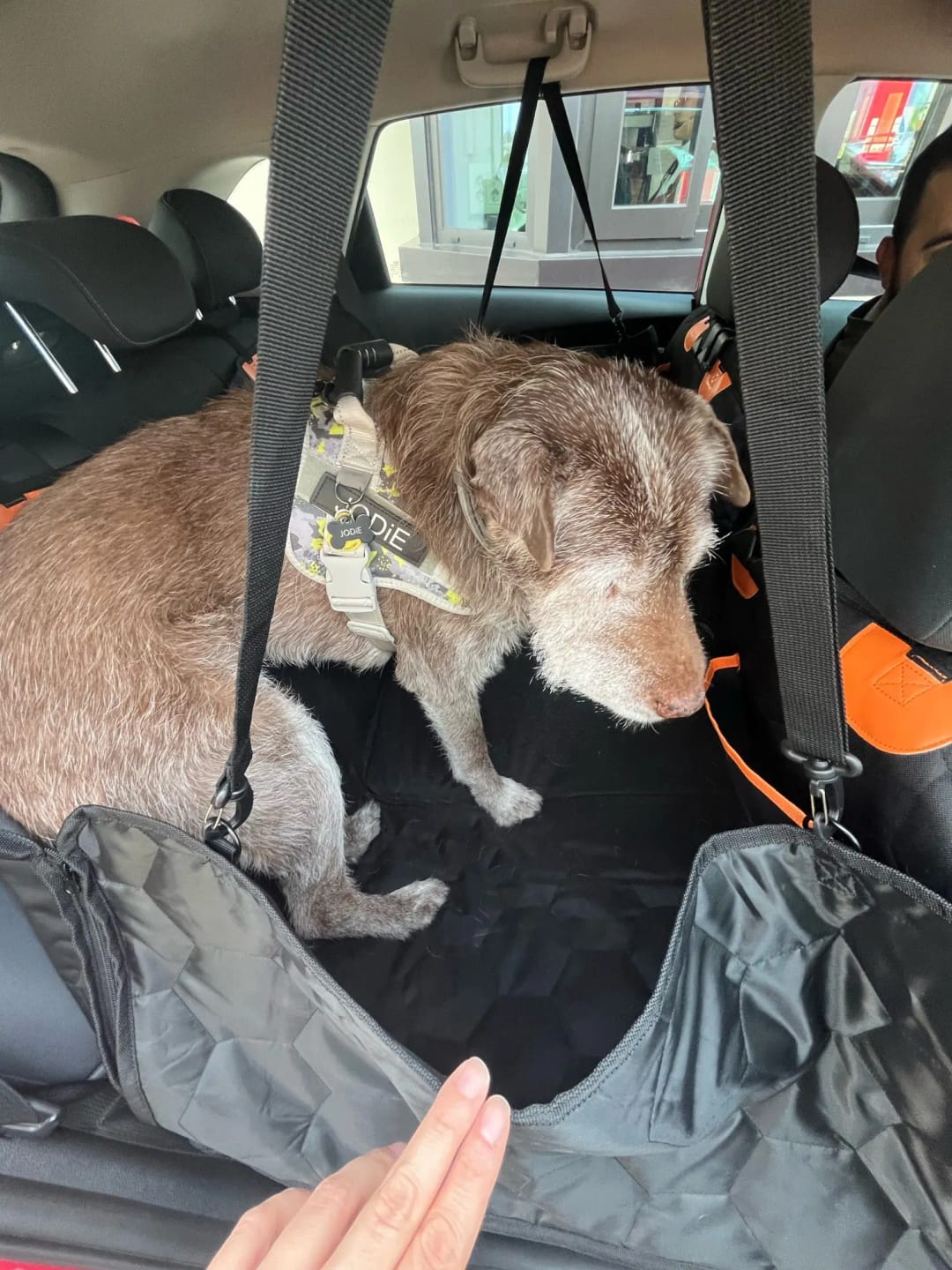 Customer photo review of Hard-Bottom Dog Car Seat Hammock — Steady Bed for Large & Senior Dogs