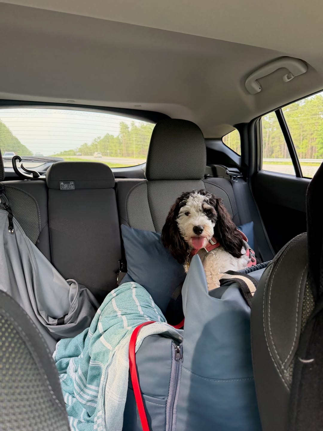 Customer photo review of The Dog Dock V2 New & Improved with LATCH / ISO FIX anchors