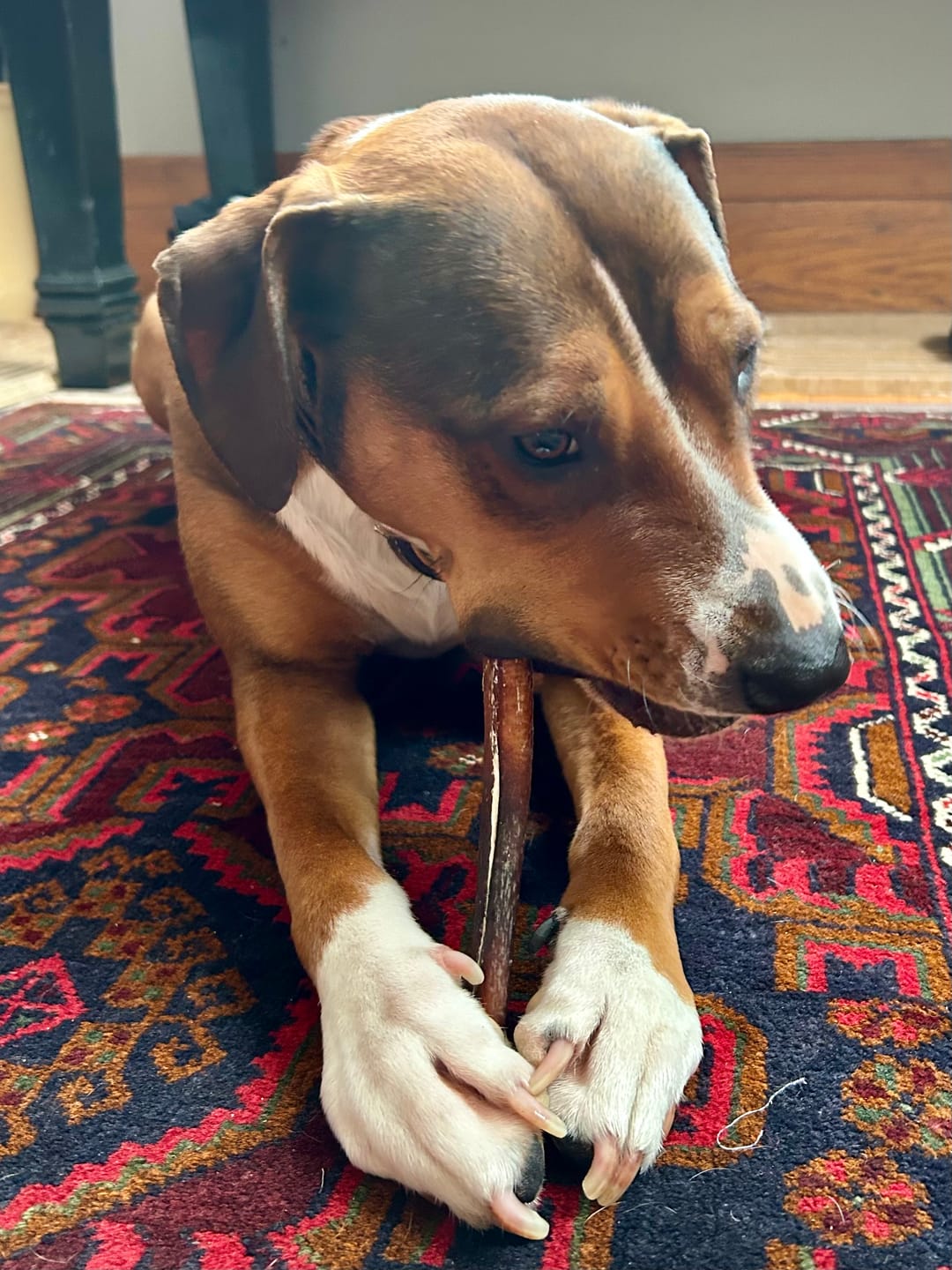Customer photo review of 6 Inch Thick Bully Stick