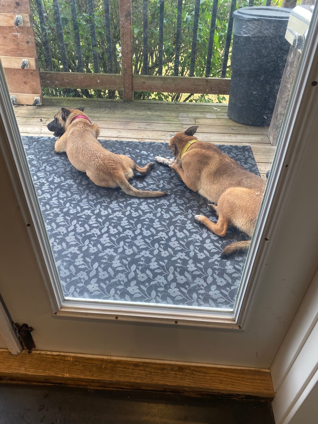 Customer photo review of 6 Inch Jumbo Bully Stick