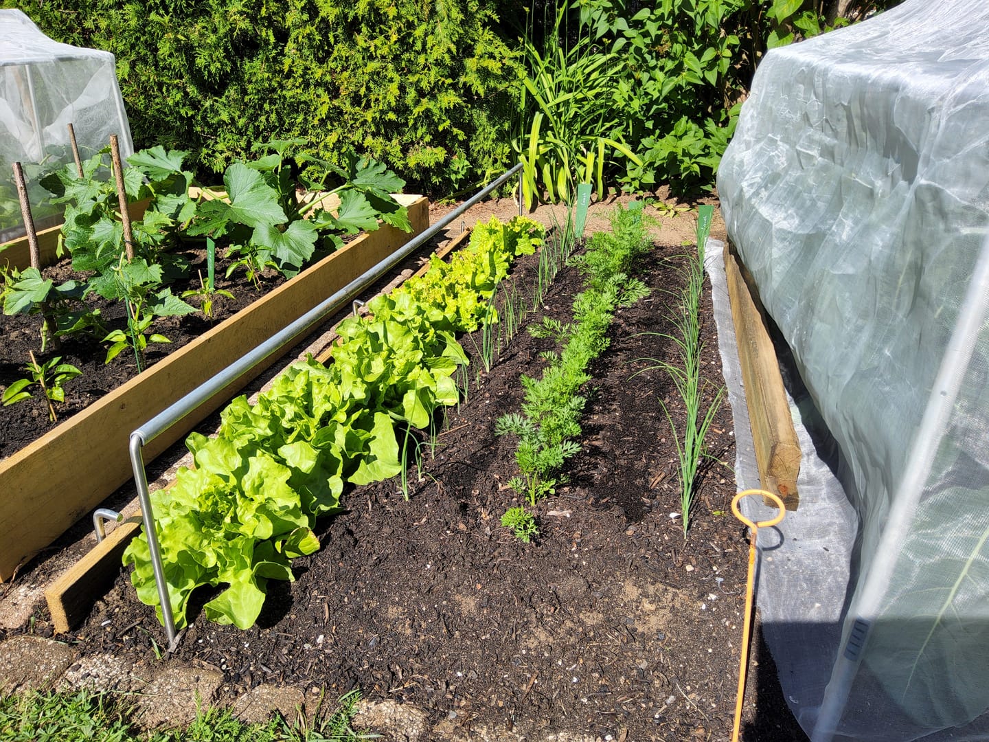 Customer photo review of Bio-Saatgut Abobox 'Gartengemüse'