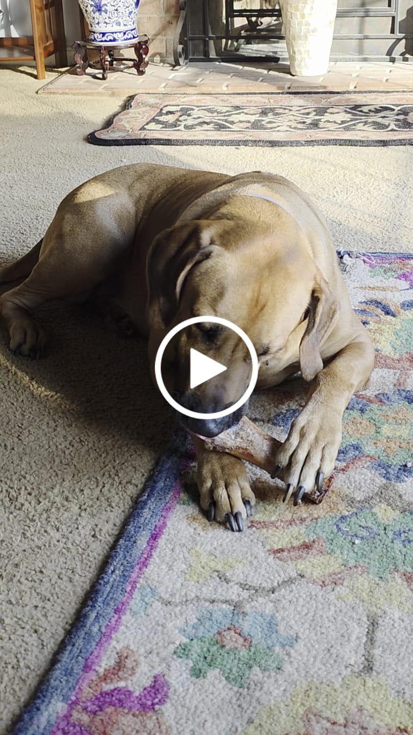 Customer video review of Smoked Beef Marrow Bone