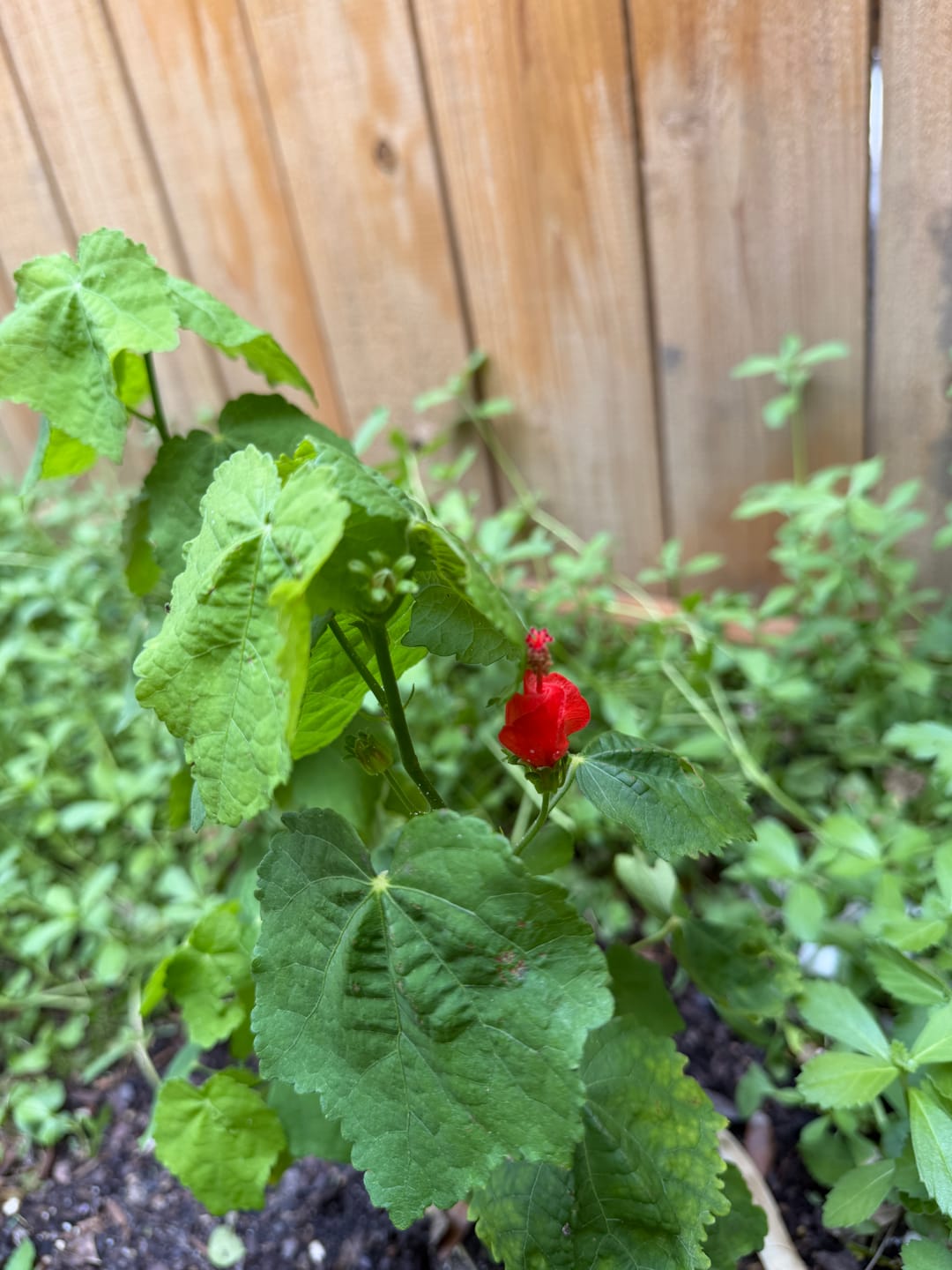 Customer photo review of Turk's Cap