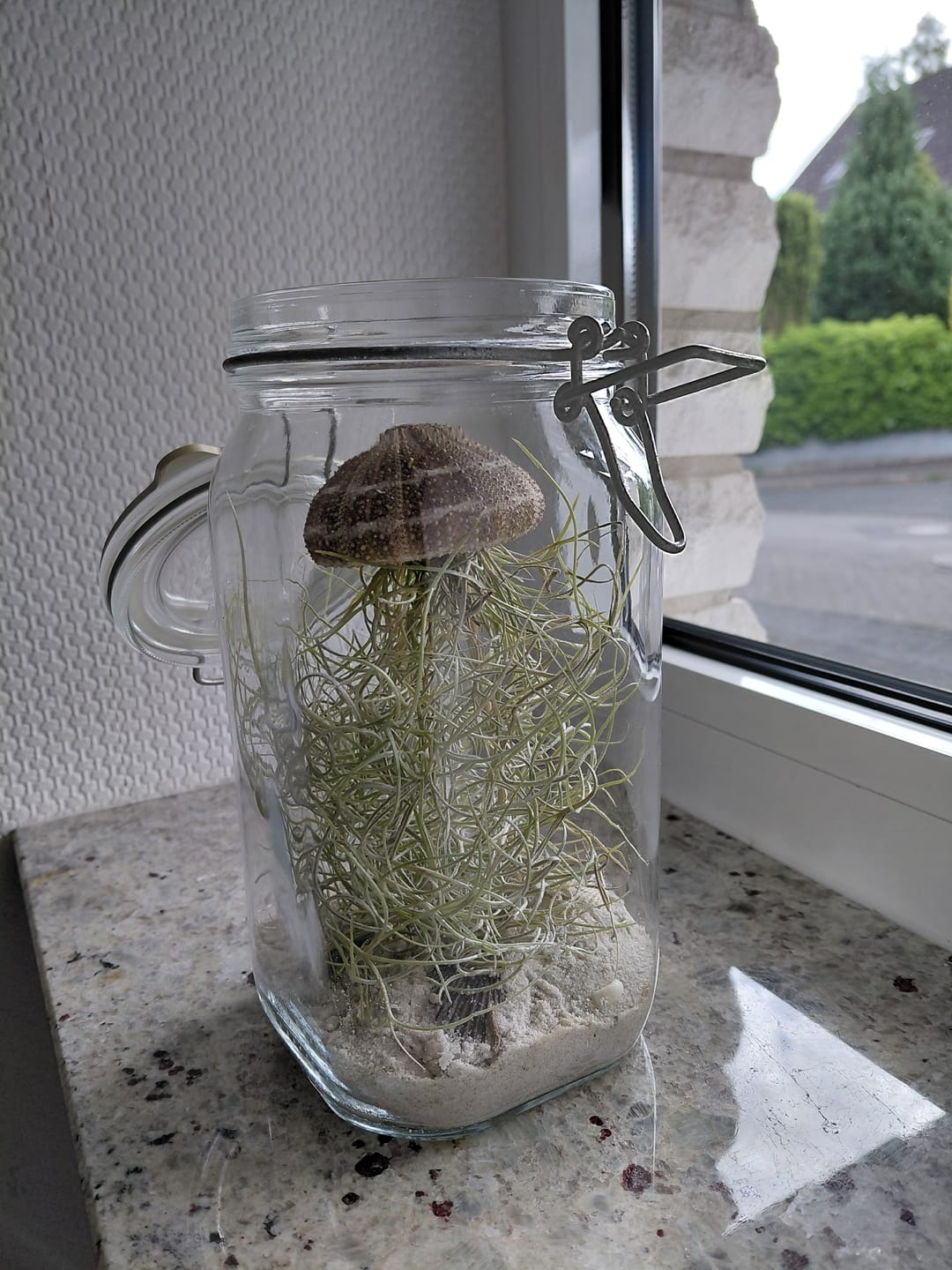 Customer photo review of Tillandsien Qualle