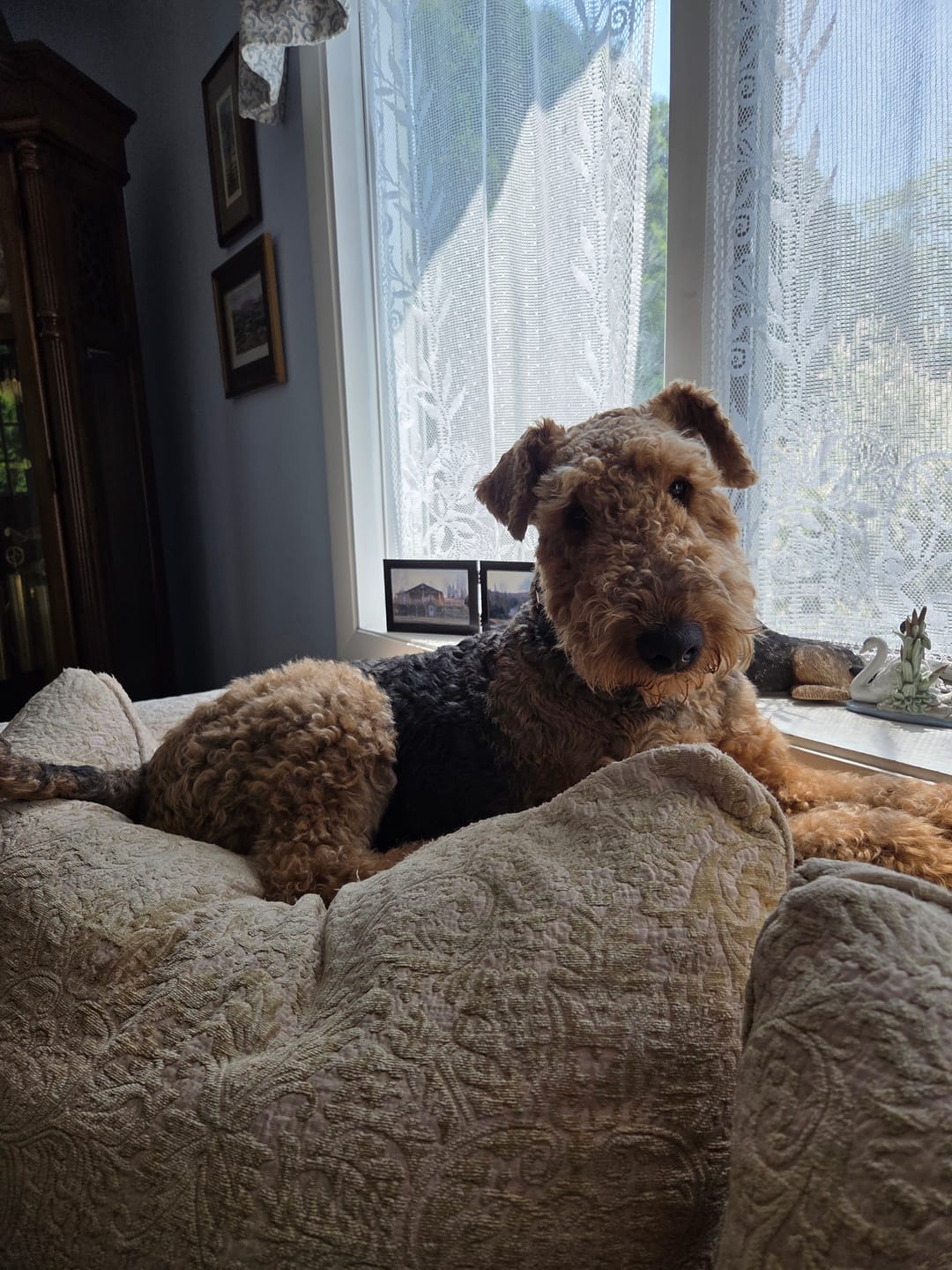 Customer photo review of 12 Inch Jumbo Bully Sticks