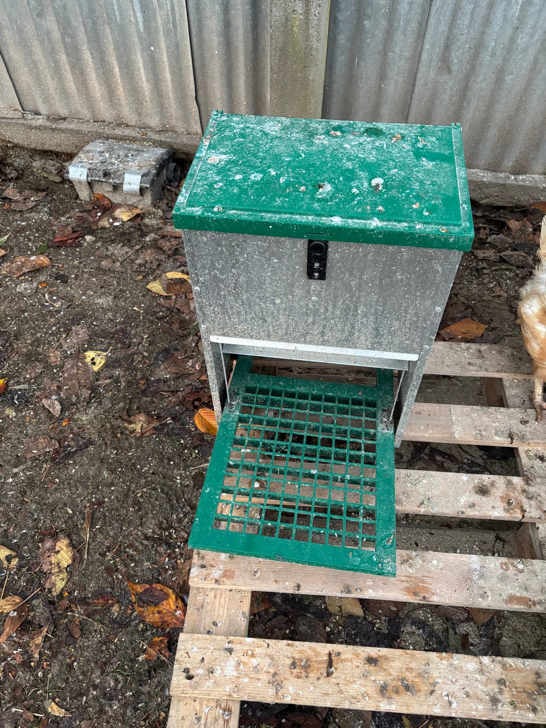 Customer photo review of Feed-o-Matic Automatic Chicken Feeder 12kg
