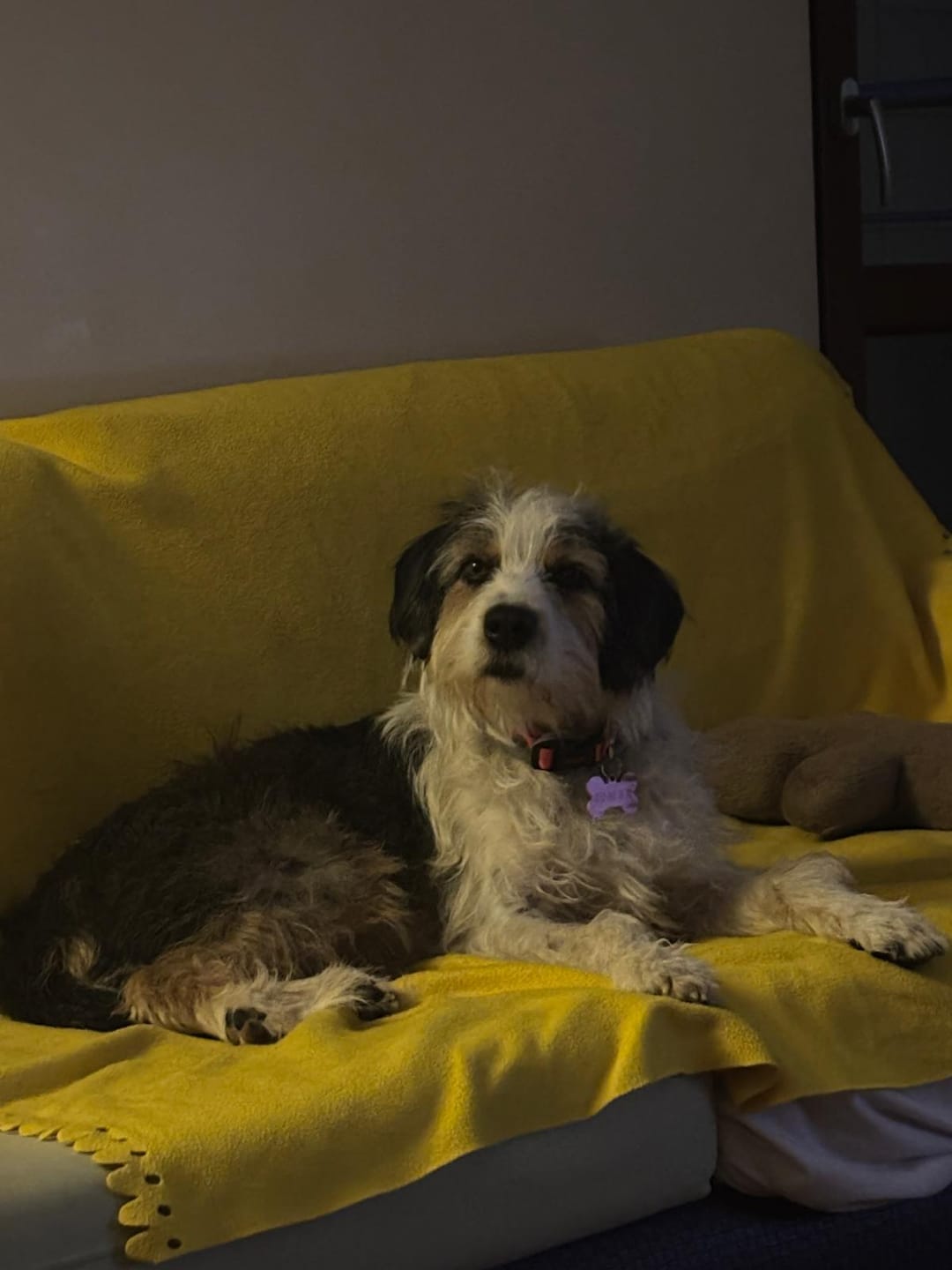 Customer photo review of Kuzulu Ezme Yetişkin Köpek Konservesi 400 gr