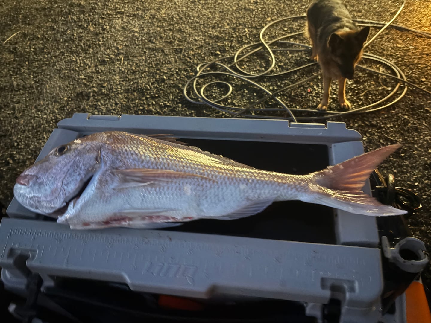 Customer photo review of Assassin - Allure Spin 7MH 2pc Spinning Rod