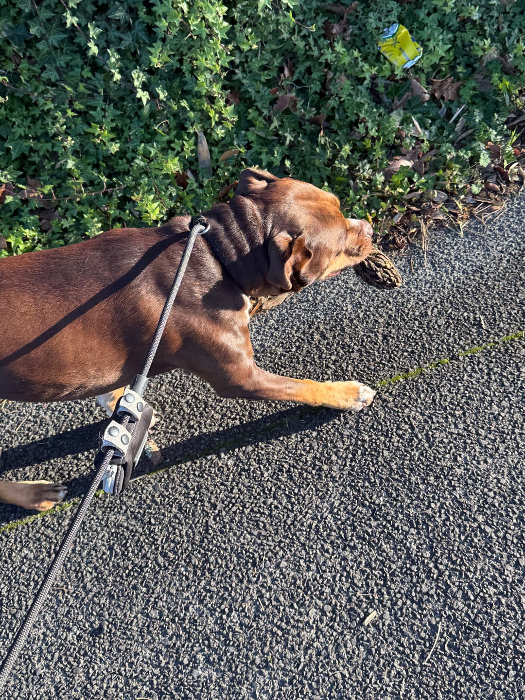 Customer photo review of Slip Training Lead | Anti Pull & No Choking -  Black