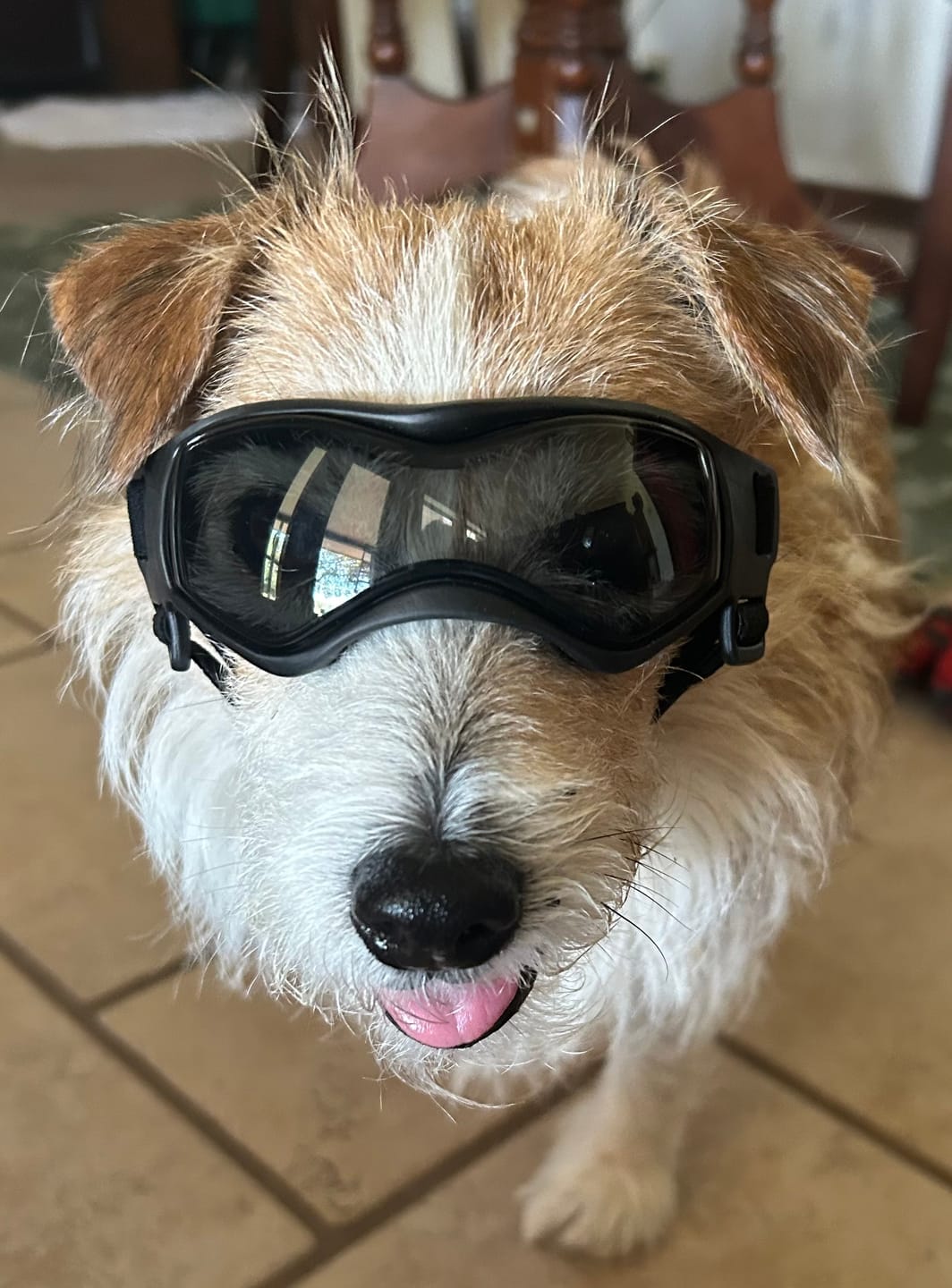 Customer photo review of Dog Outdoor UV Protection Sunglasses Goggles