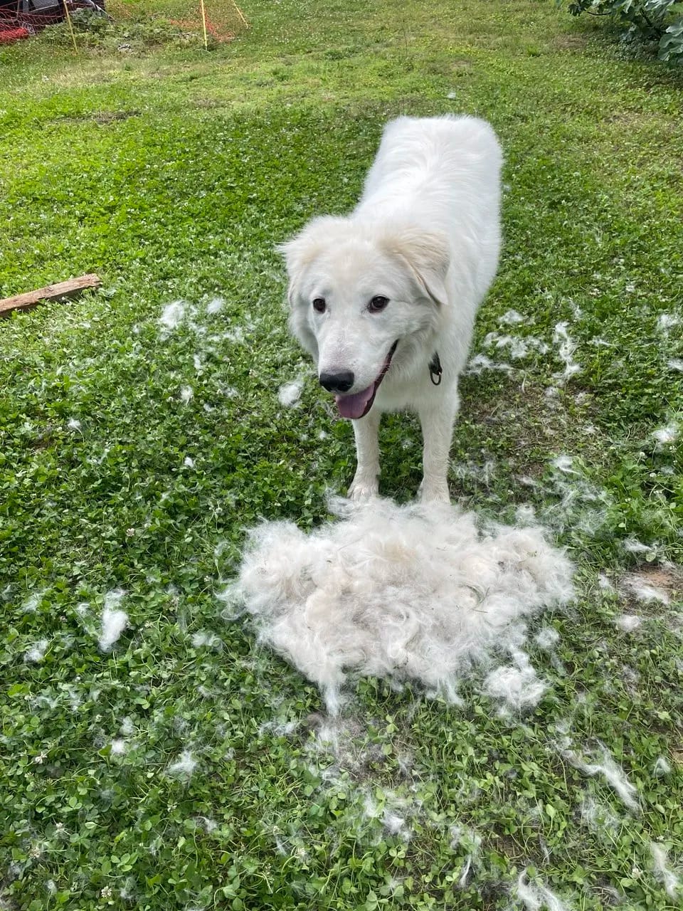 Customer photo review of Double-Sided Dog Dematting Comb & Deshedding Tool for Dogs & Cats