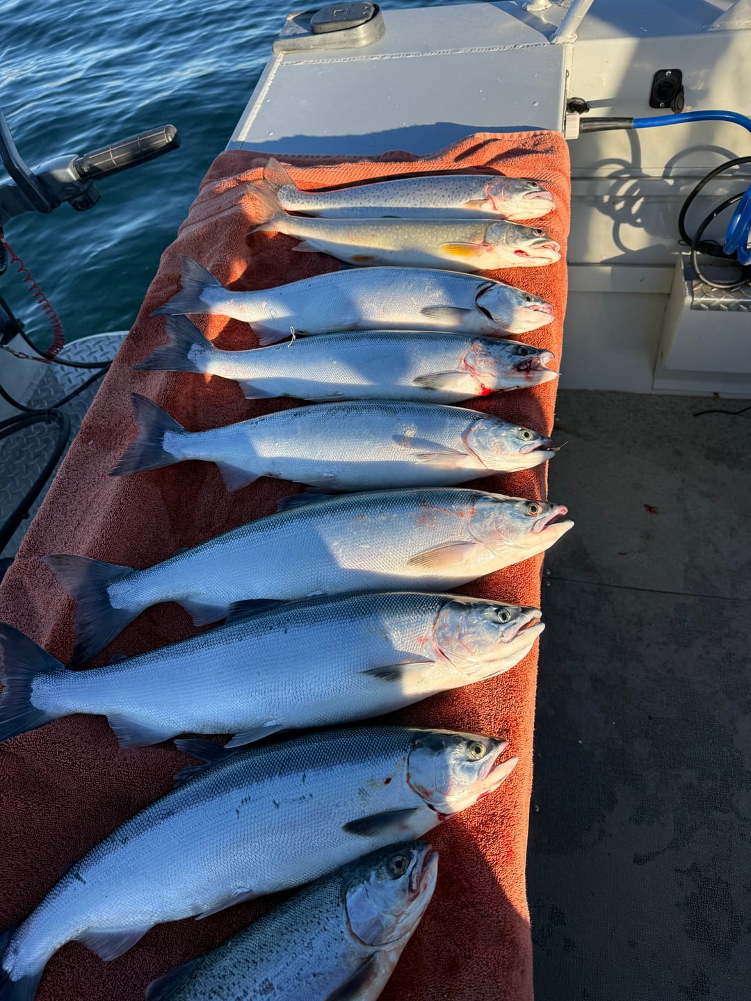 Customer photo review of Hawken Simon Hot Tails - 2 Pack