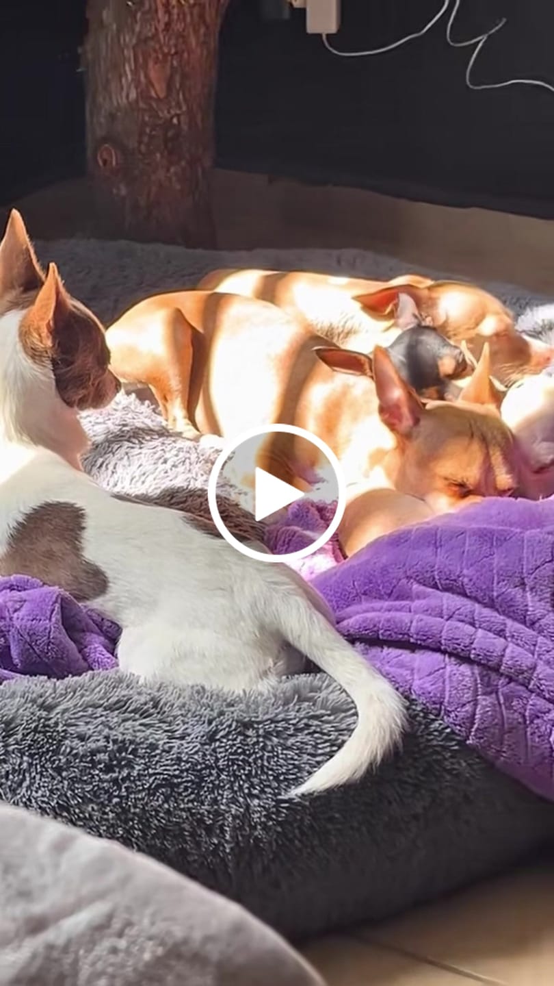Customer video review of Cama Antiestrés para Perros