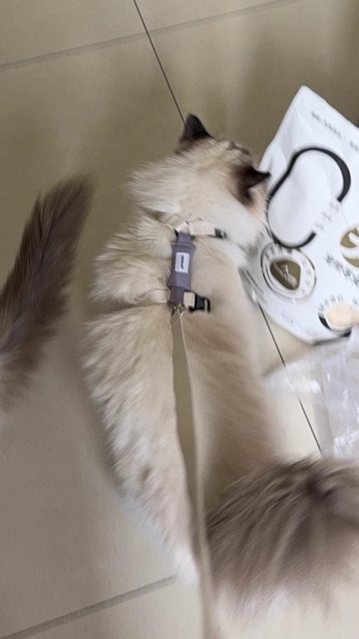 Customer photo review of Valora Dual-Buckle Ultra-Lightweight H-Shaped Cat Harness and Leash Set