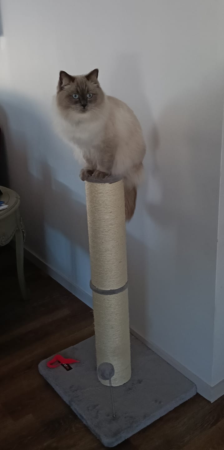 Customer photo review of Cat Scratching Post 85cm with Spring Pompom - Grey